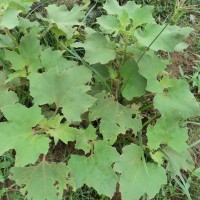 Xanthium strumarium L.